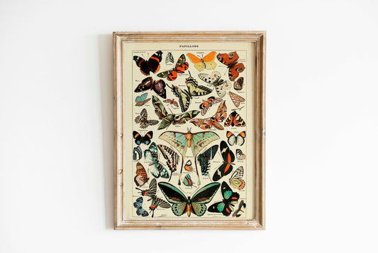 Vintage Butterflies Chart Poster