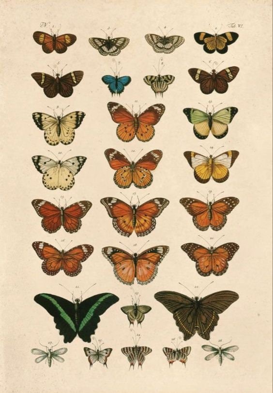 Butterflies Vintage Poster