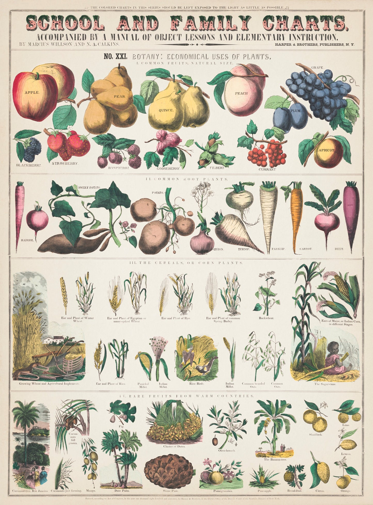 School and Family Charts, (c.1890) Economical Uses OF Plants Vintage Poster