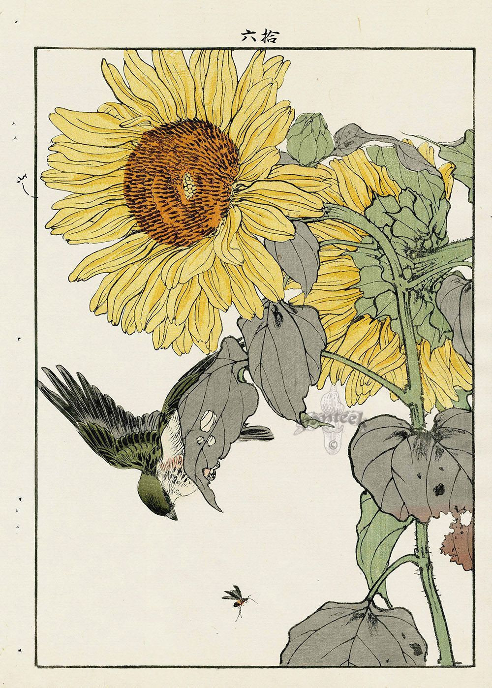 Japanese Sunflower Poster