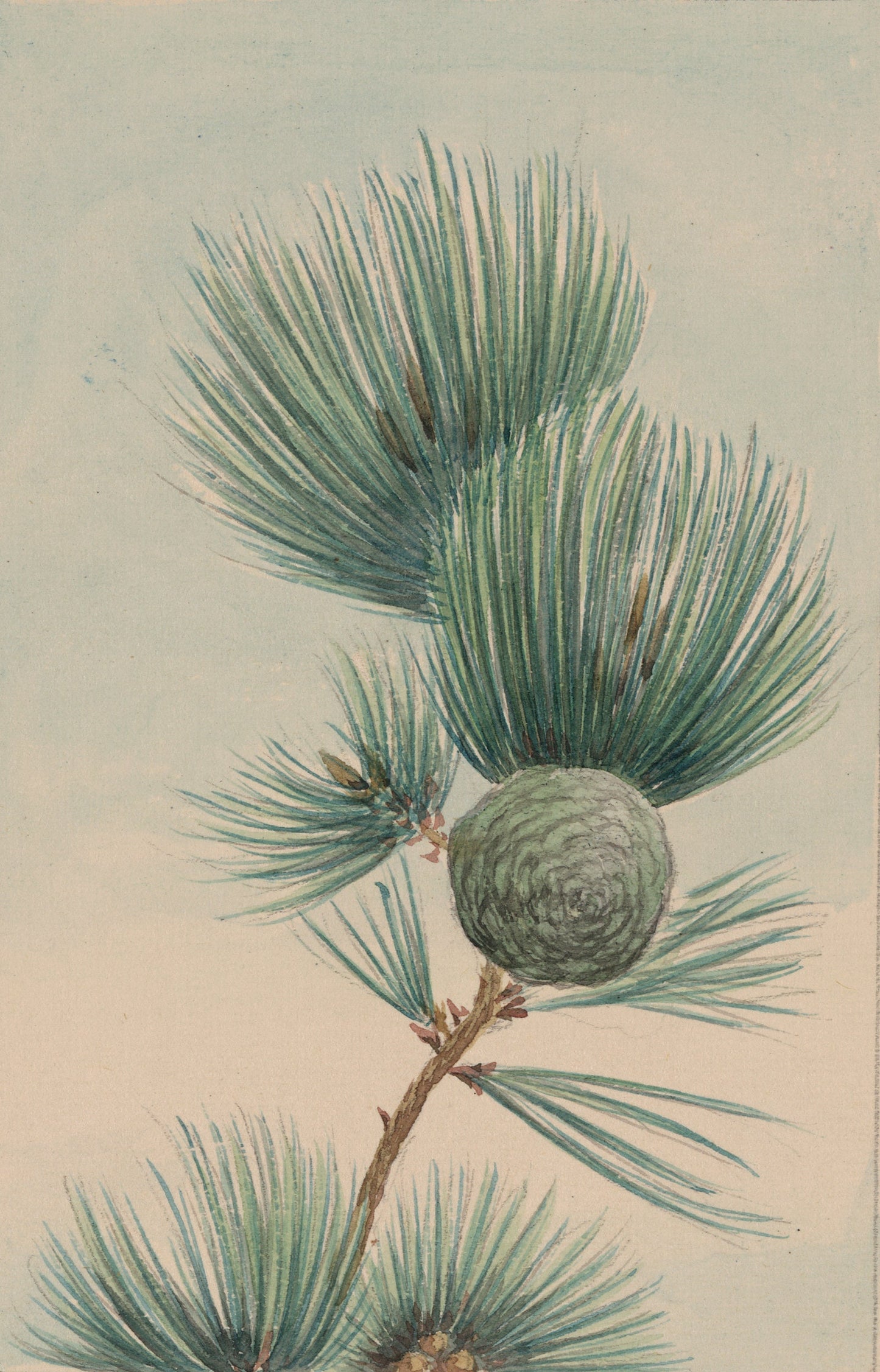 Pine Tree Cone & Needles Vintage Japanese Poster