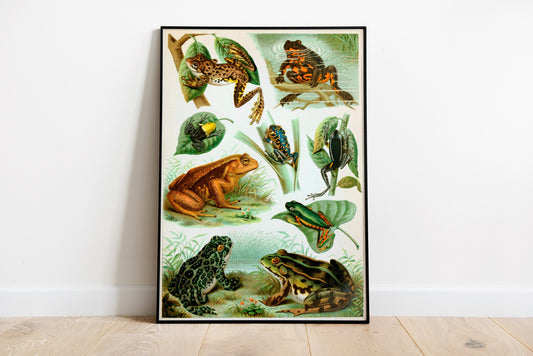 Vintage Poster of Nine Various Species of Frog Drawing