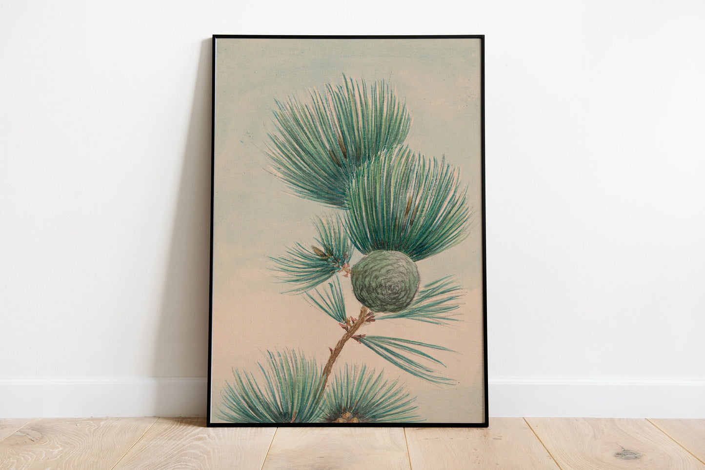 Pine Tree Cone & Needles Vintage Japanese Poster