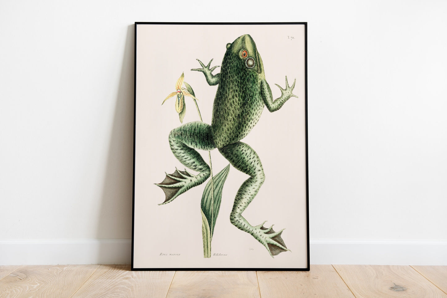 Bull Frog (Rana Maxima) Vintage Poster