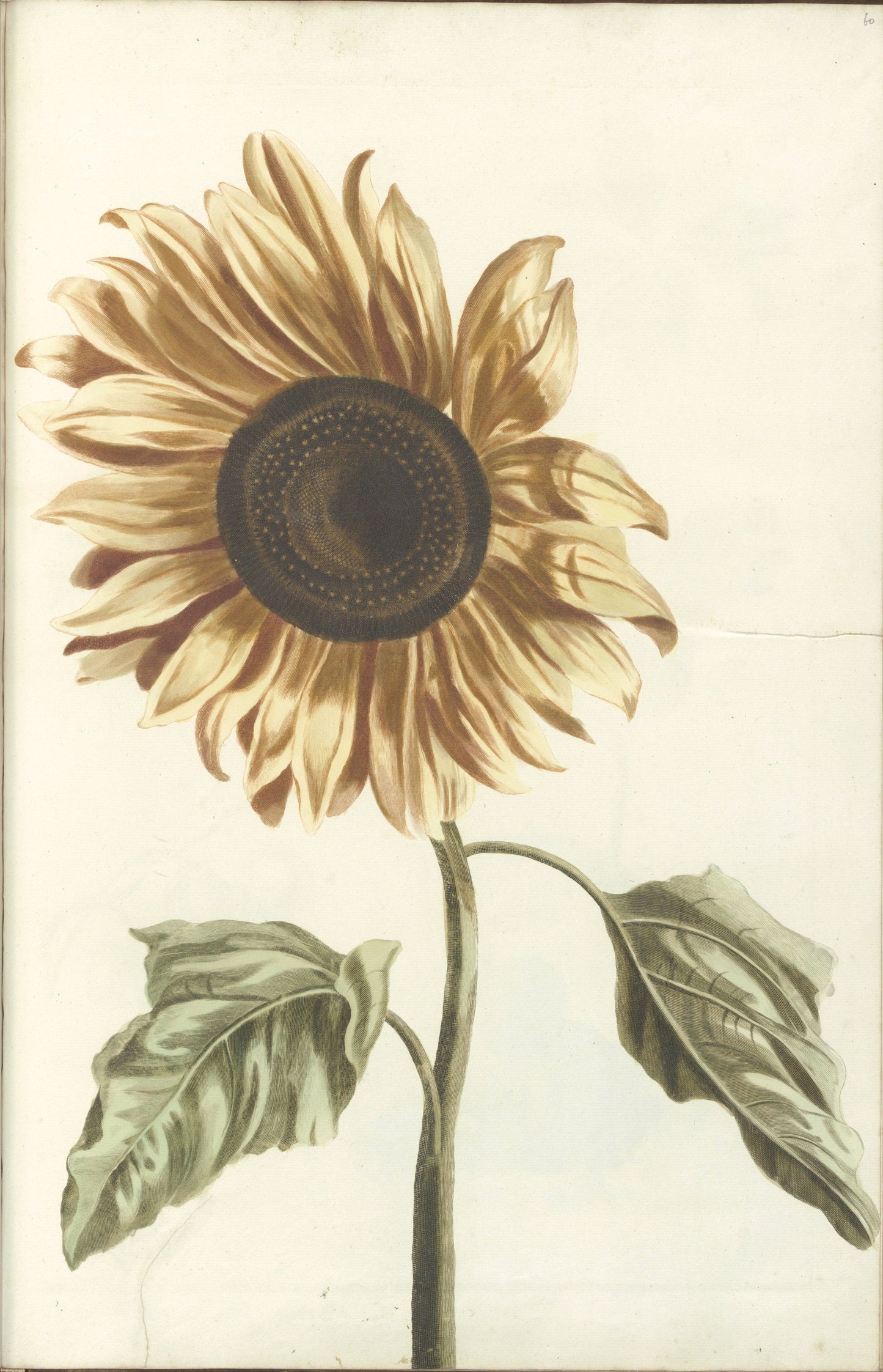 Japanese Sunflower Vintage Poster