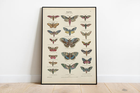 Butterflies Collection Vintage Poster