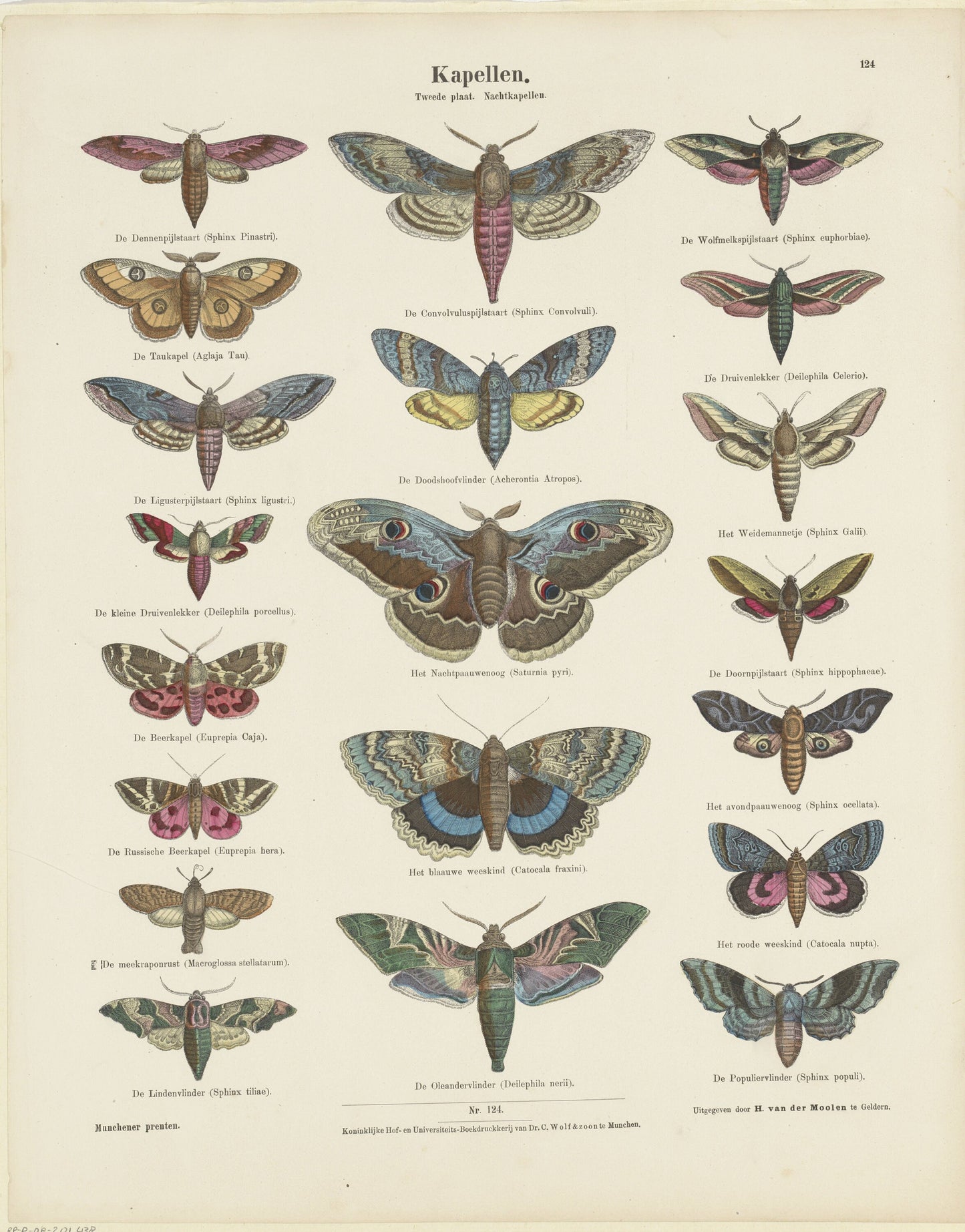 Butterflies Collection Vintage Poster