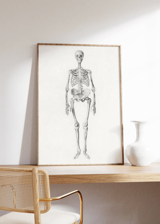 Vintage Human Skeleton Print