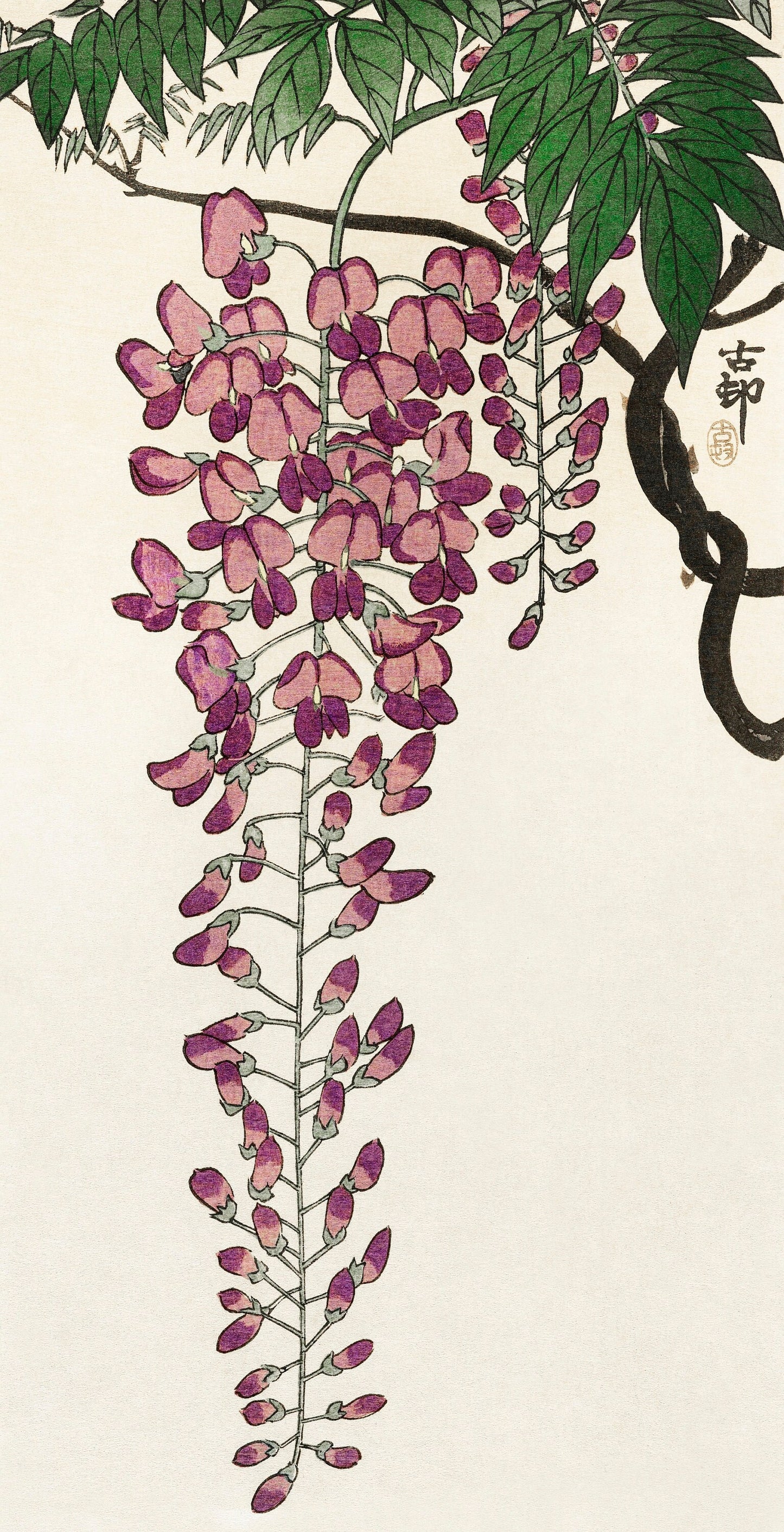 Blooming Wisteria by Ohara Koson Vintage Poster