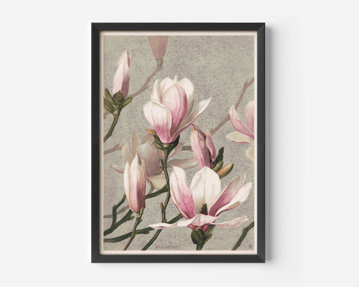 Magnolia Japanese Flower Vintage Poster