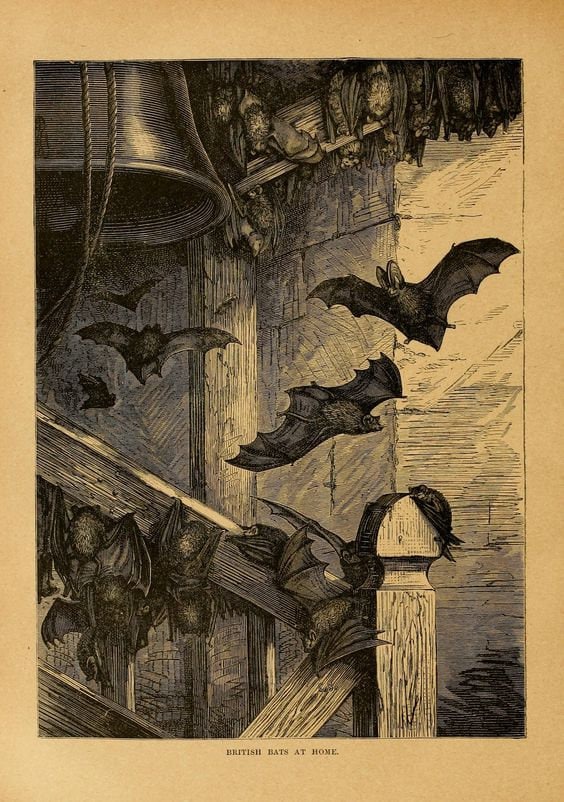 British Bat at home Vintage Poster