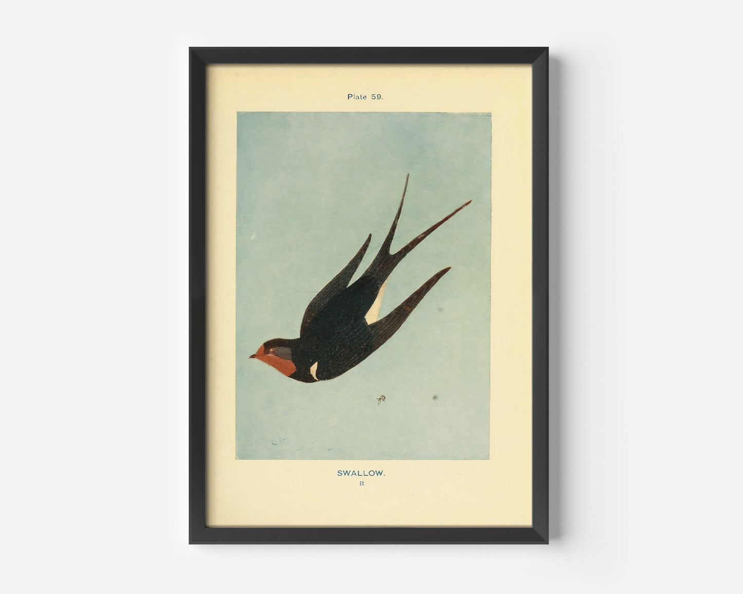 Vintage Swallow Print, Swallow Poster