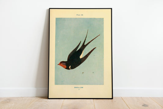 Vintage Swallow Print, Swallow Poster