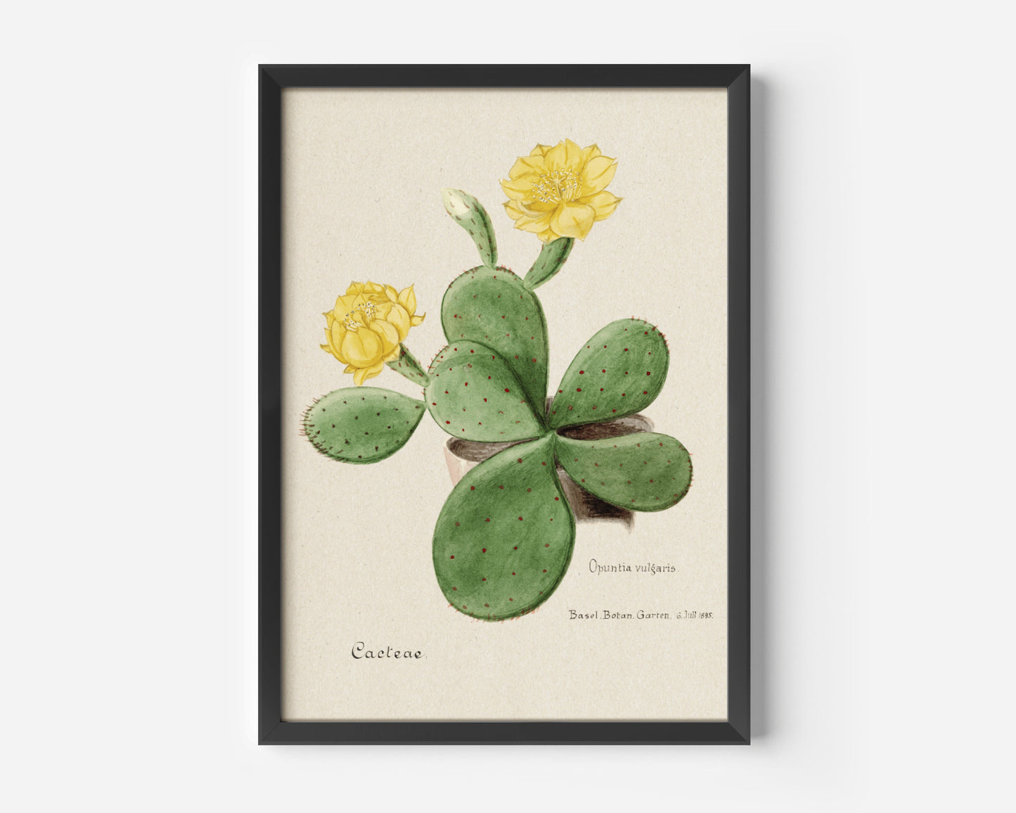 Eastern Prickly Pear Cactus Poster Print