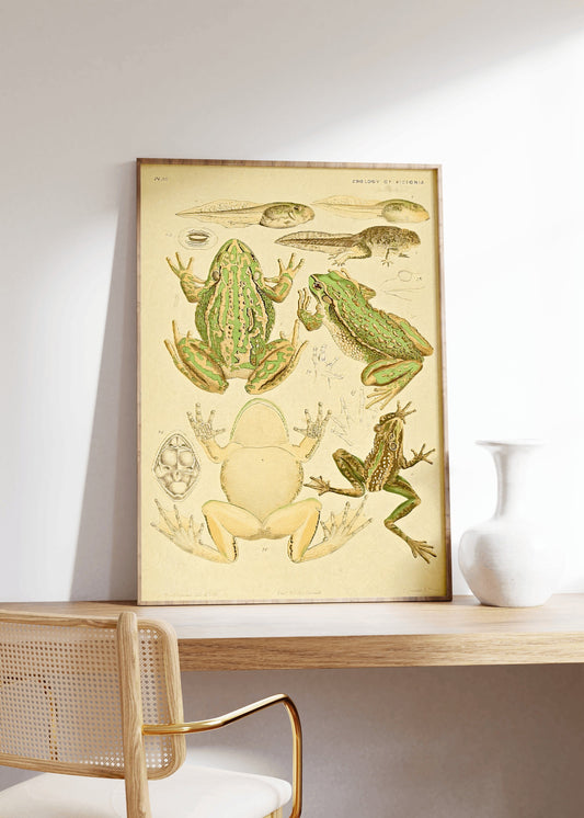 Victorian Frog Print, Vintage Frog Poster