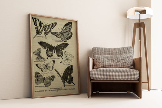 Vintage Butterflies Chart Poster