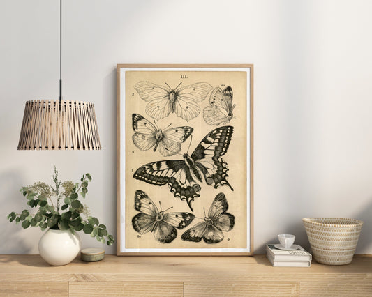 Vintage Butterflies Chart Poster