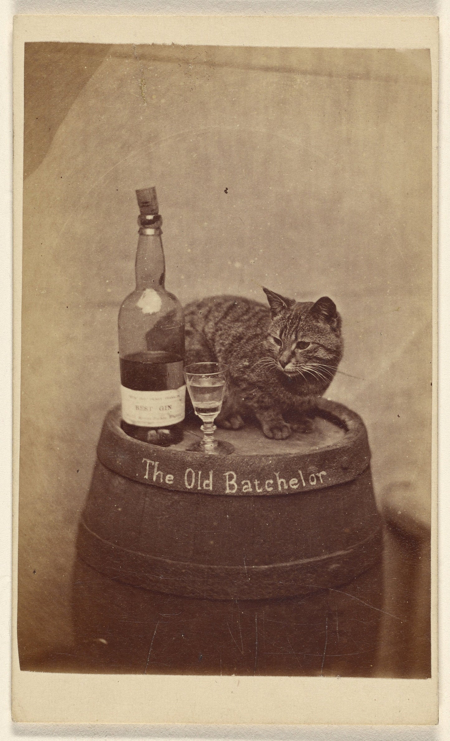 Funny Cat Alcohol Bar Poster