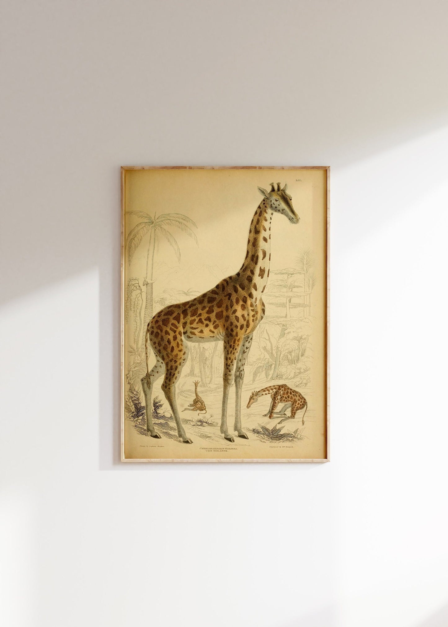 Vintage Giraffe Illustration Print, Giraffe Poster