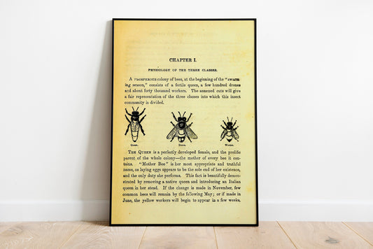 Vintage Bee Book Print, Bee Wall Art