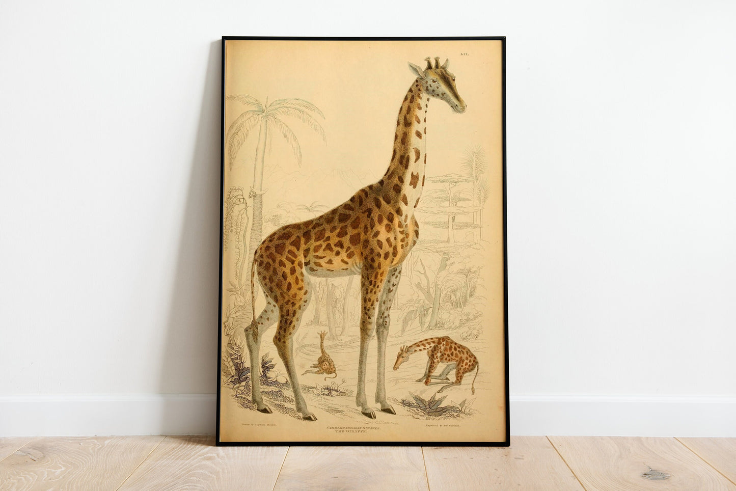 Vintage Giraffe Illustration Print, Giraffe Poster