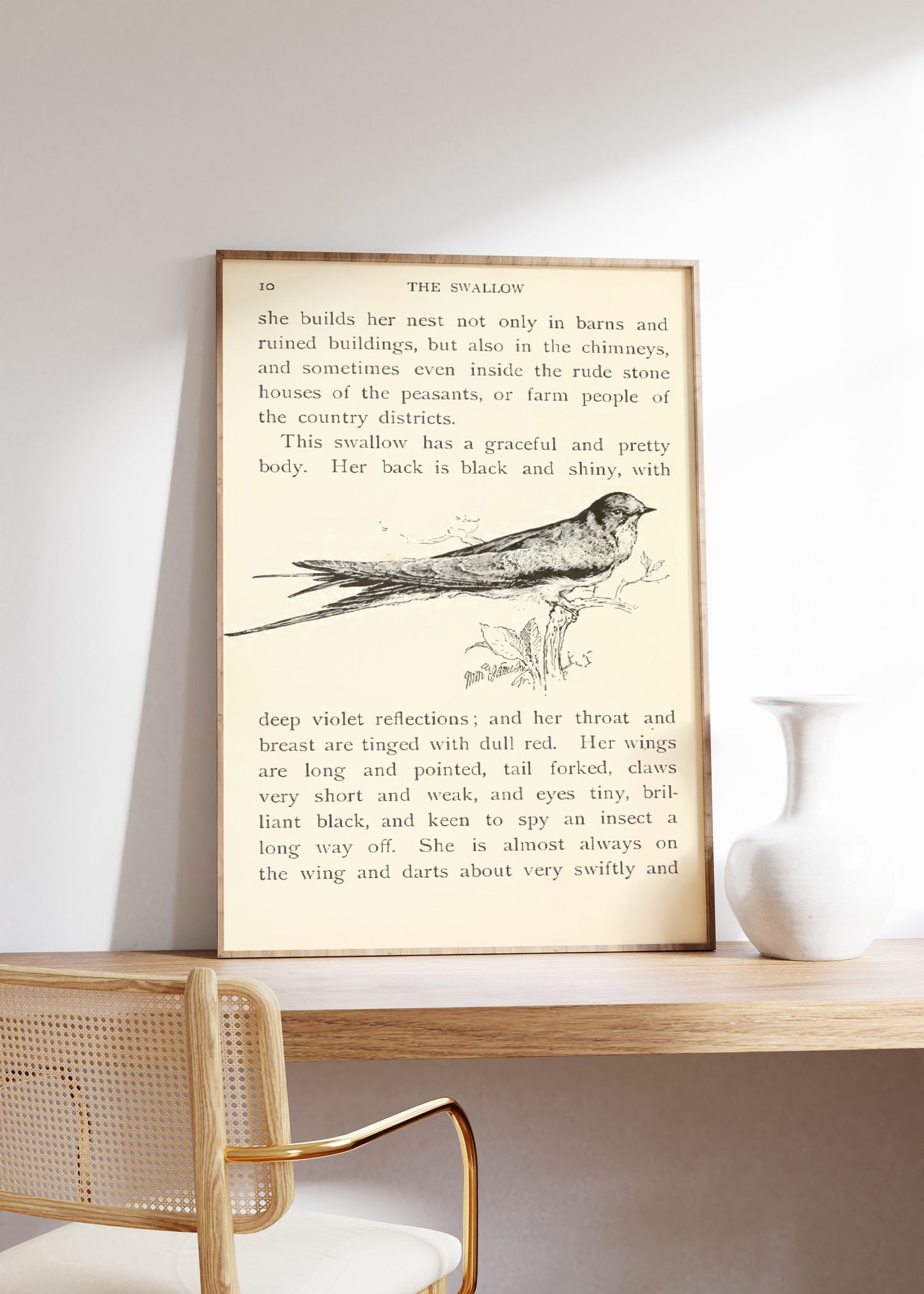 Vintage Swallow Book Print, Birds Poster