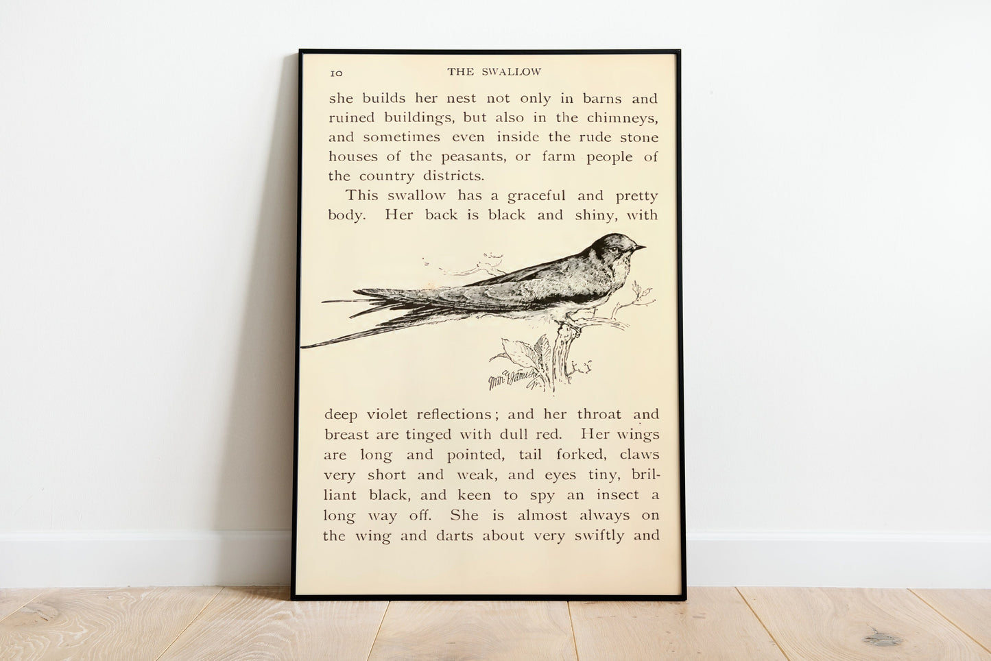 Vintage Swallow Book Print, Birds Poster