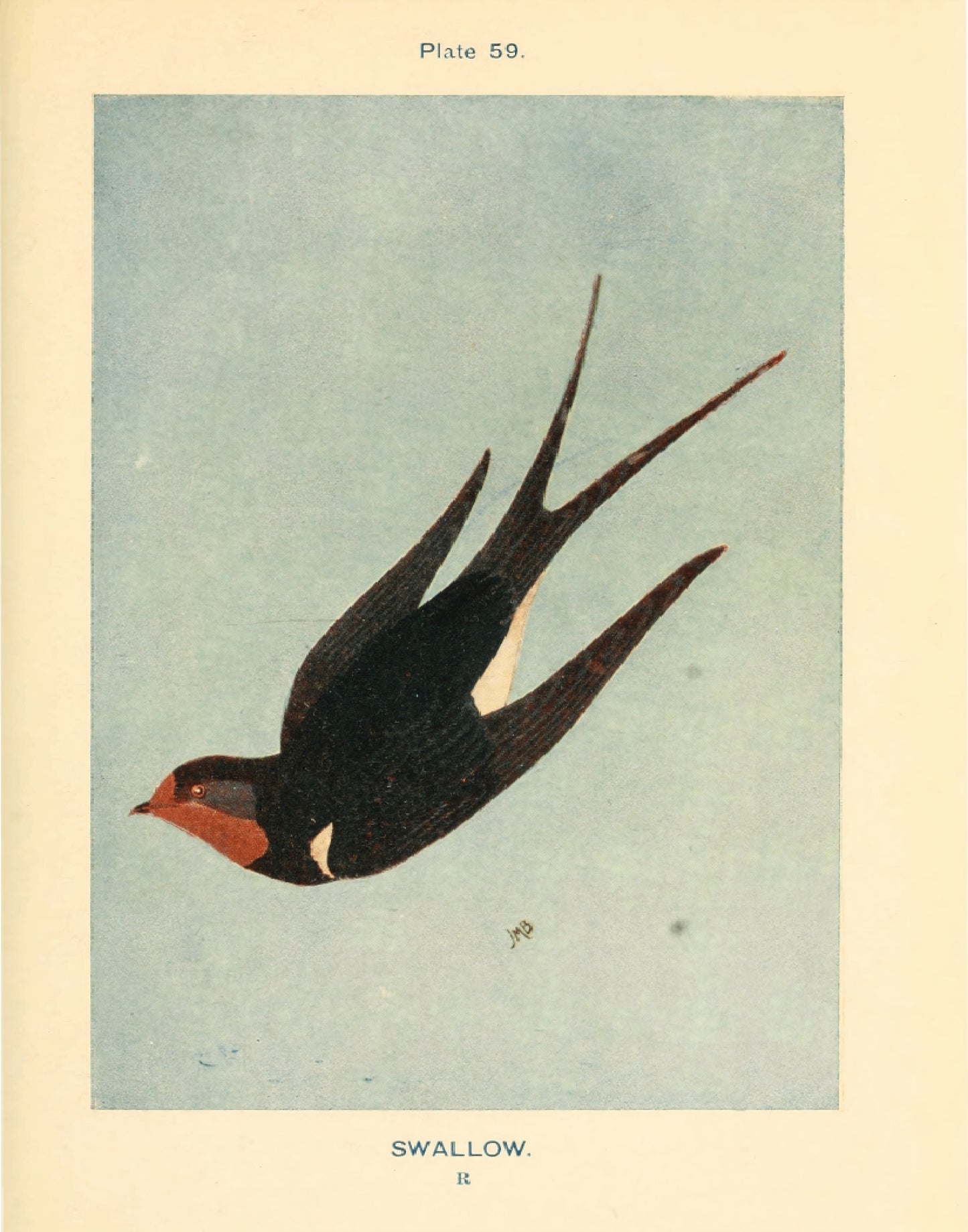 Set of 3 Swallow Posters, Birds Poster