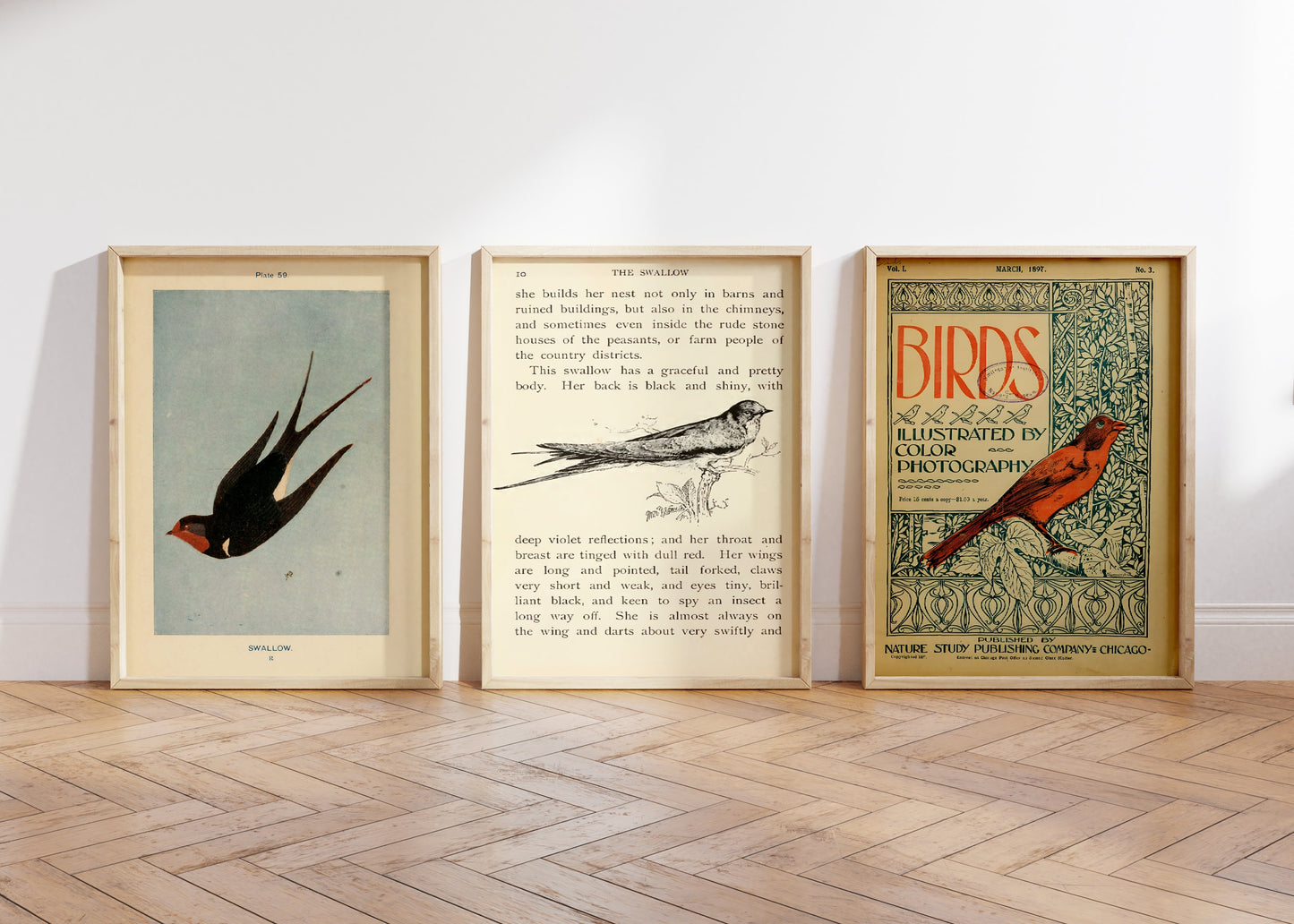 Set of 3 Swallow Posters, Birds Poster