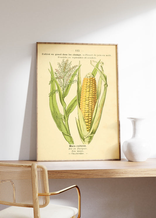 Vintage Corn Print, Agricultural Print