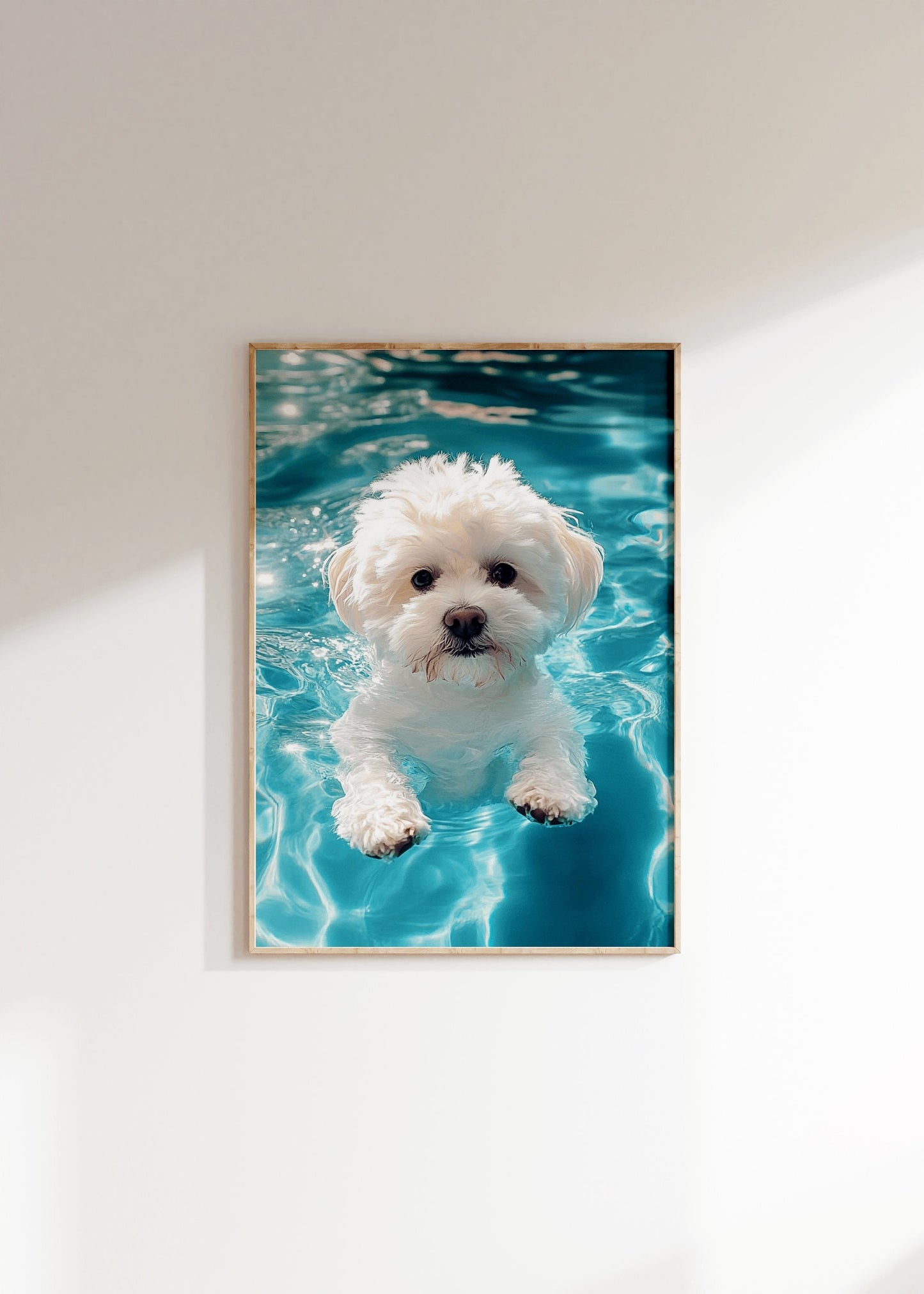 Baby Bichon Dog Floating in The Pool Poster